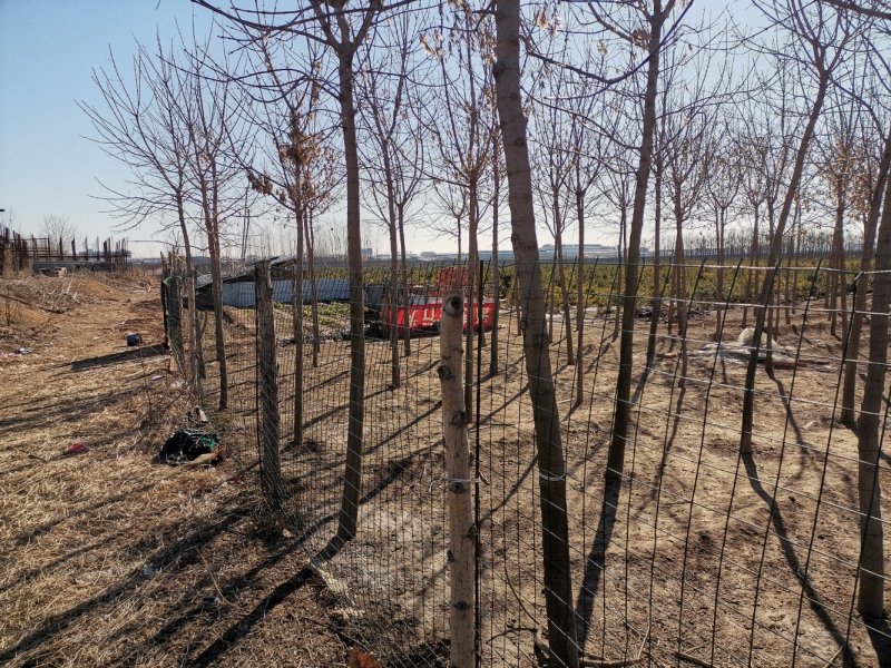 许昌林间空地出租养鸭鸡鹅养等，每亩79元，围墙完好有水池