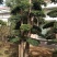 基地直销小叶女贞造型大叶女贞造型龙柏造型黑松造型