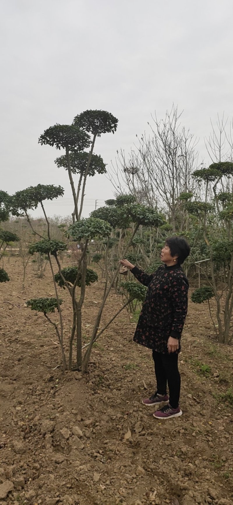 基地直销小叶女贞造型大叶女贞造型龙柏造型黑松造型