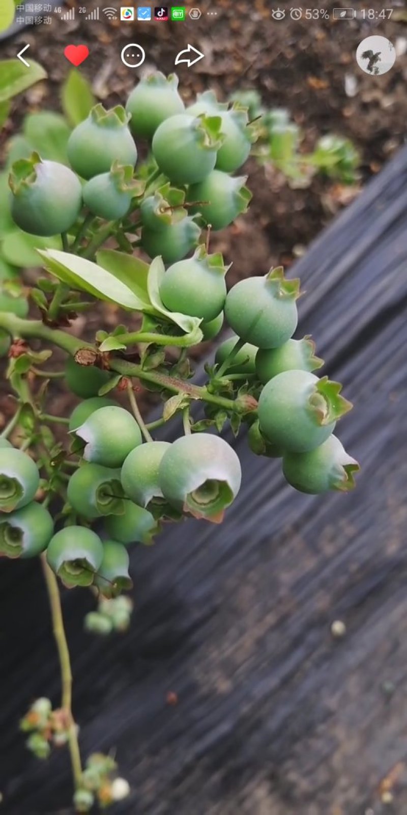 头茬蓝莓，奥尼尔，现摘现发货，甜甜脆脆