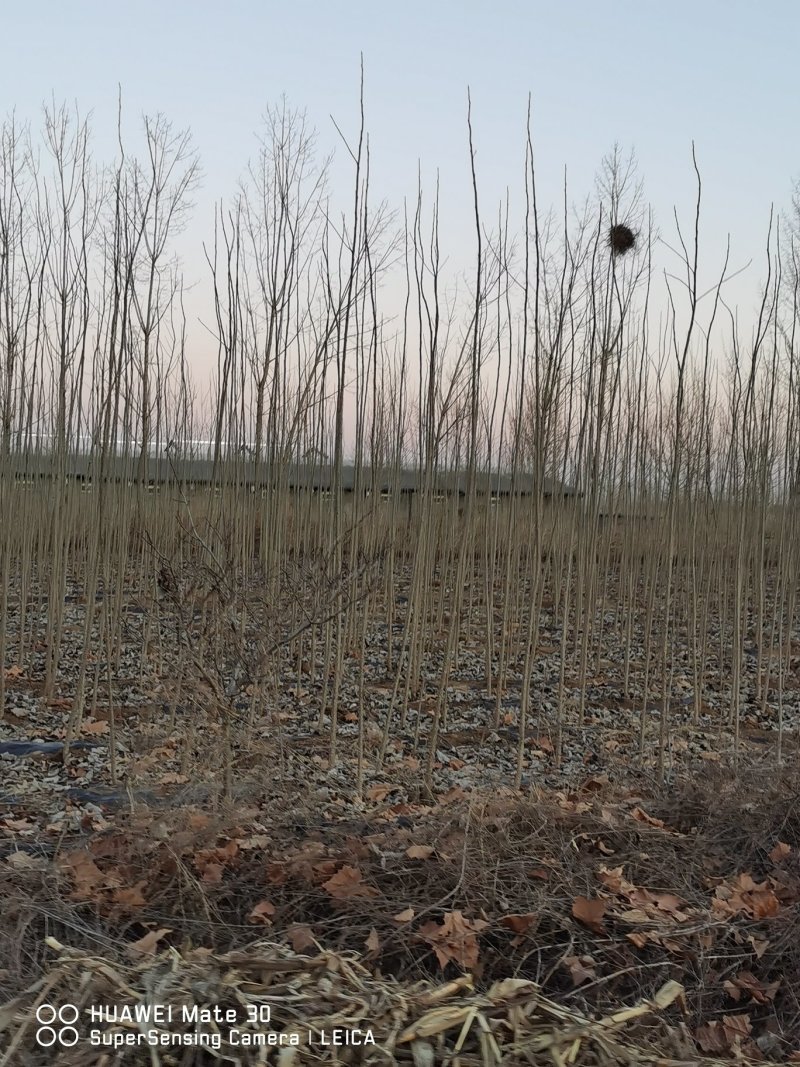大量批发杨树苗质量好有保障