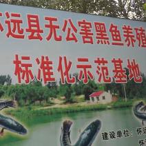 安徽淮杨特种养殖水产合作社长期提供优质杂交黑鱼苗明码标价