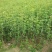 桂花苗八月桂浓香型桂树苗桂花苗1年苗2年苗3年苗规格齐全