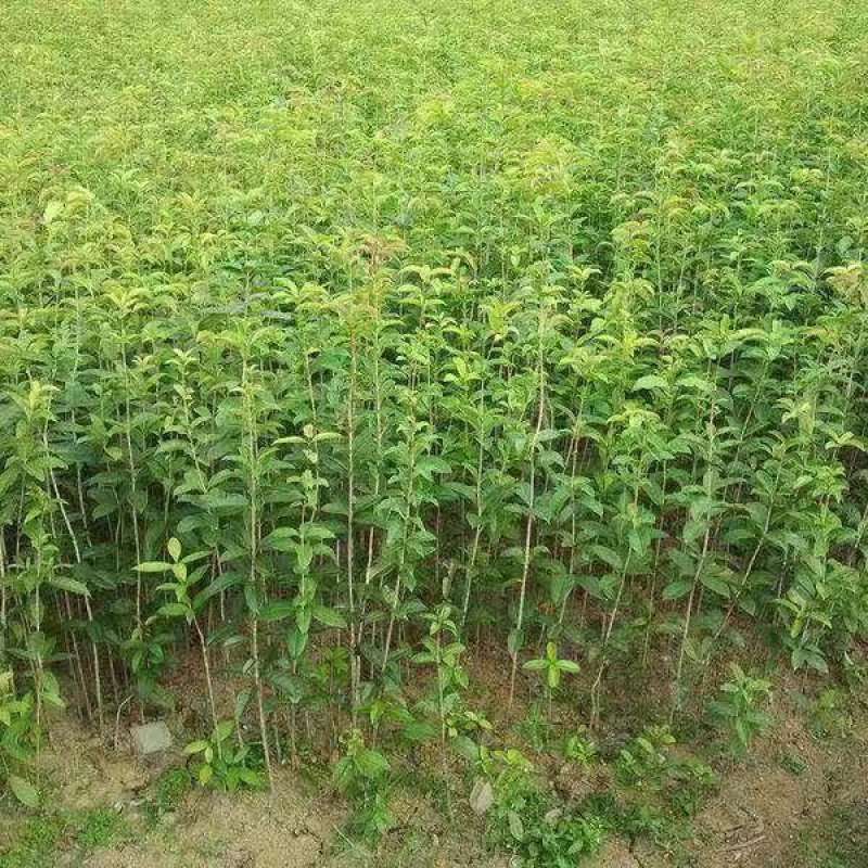 桂花苗八月桂浓香型桂树苗桂花苗1年苗2年苗3年苗规格齐全