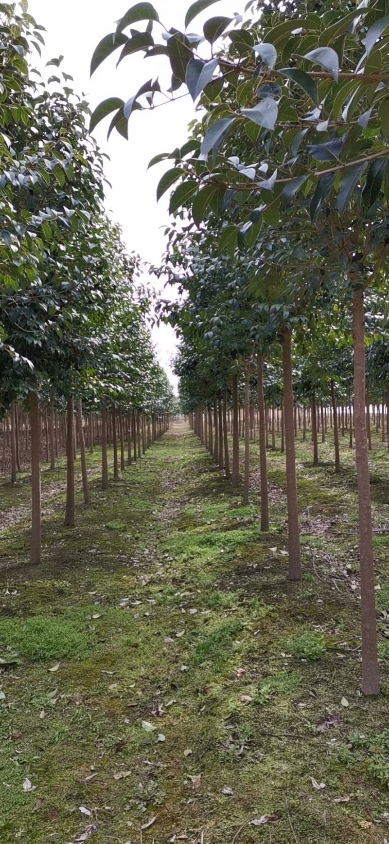【精选】本苗圃常年大量供应各种规格大叶女贞，诚信经营