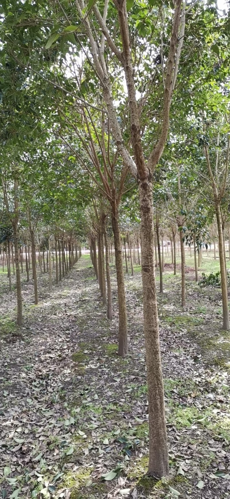 【精选】本苗圃常年大量供应各种规格大叶女贞，诚信经营