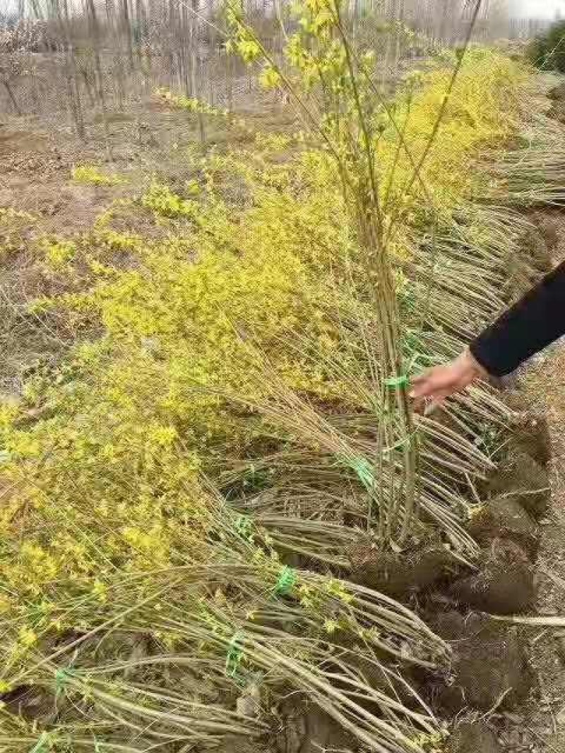 迎春花1米以下一二年生包指导包成活基地直发