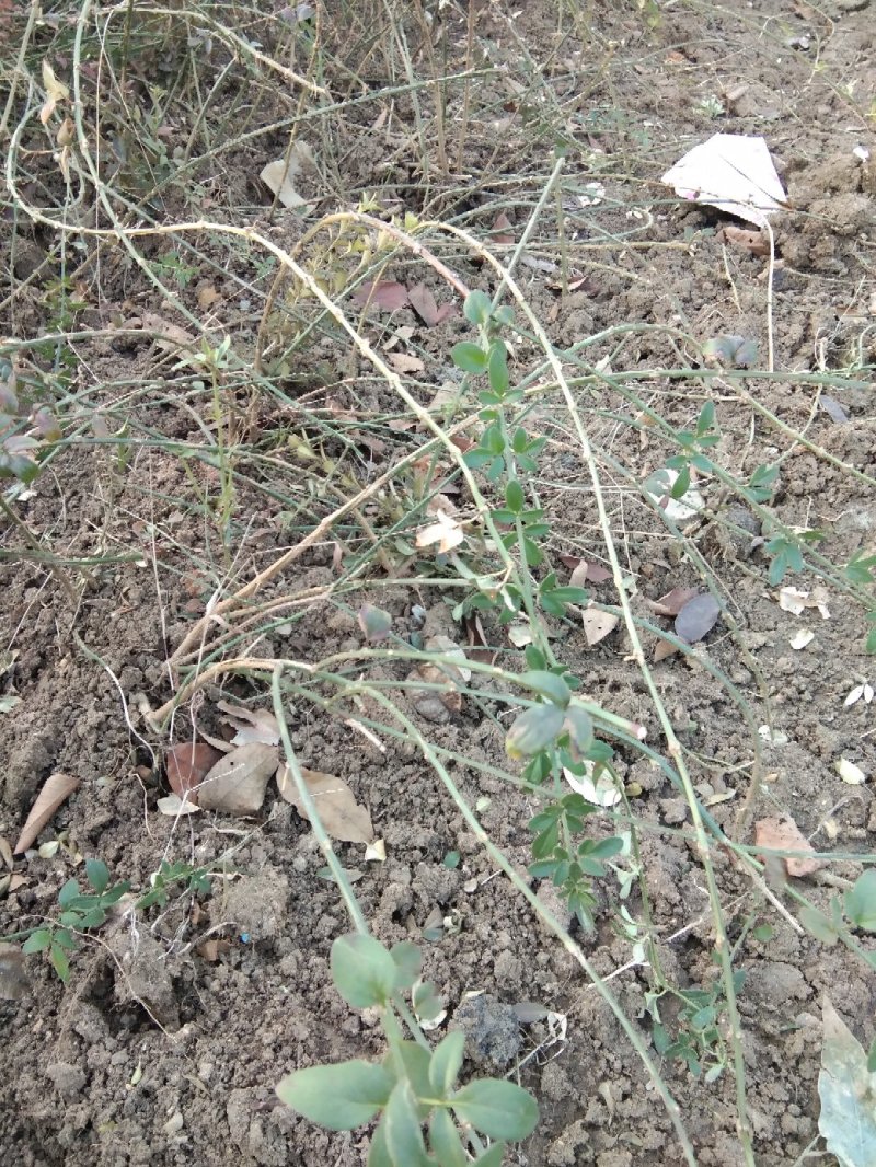 迎春花1米以下一二年生包指导包成活基地直发