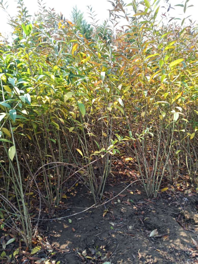迎春花1米以下一二年生包指导包成活基地直发