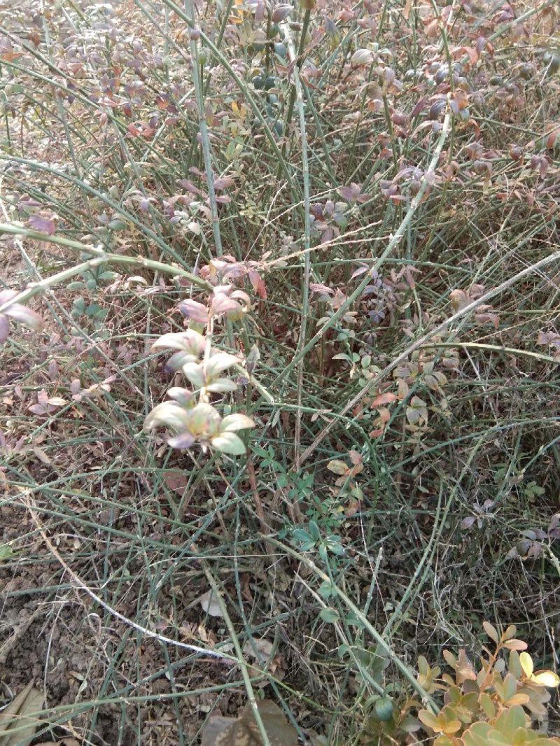 迎春花1米以下一二年生包指导包成活基地直发