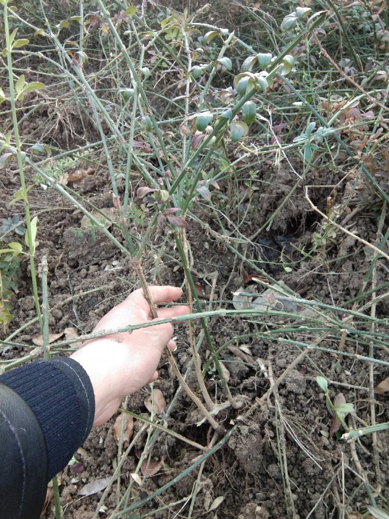 迎春花1米以下一二年生包指导包成活基地直发