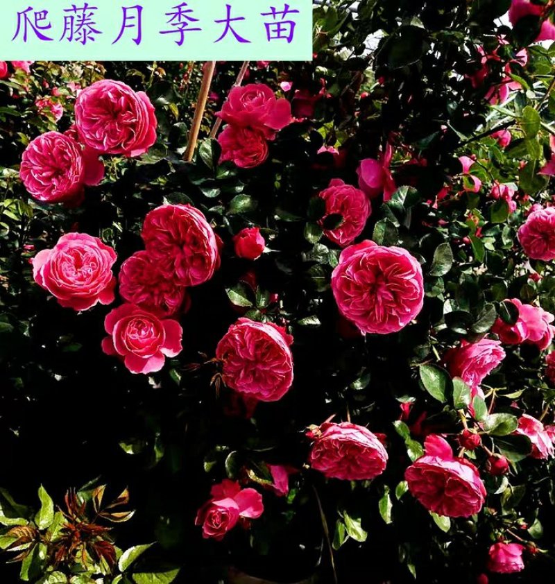 藤本月季爬藤月蓝色阴雨大游行夏洛特粉龙30带土发货