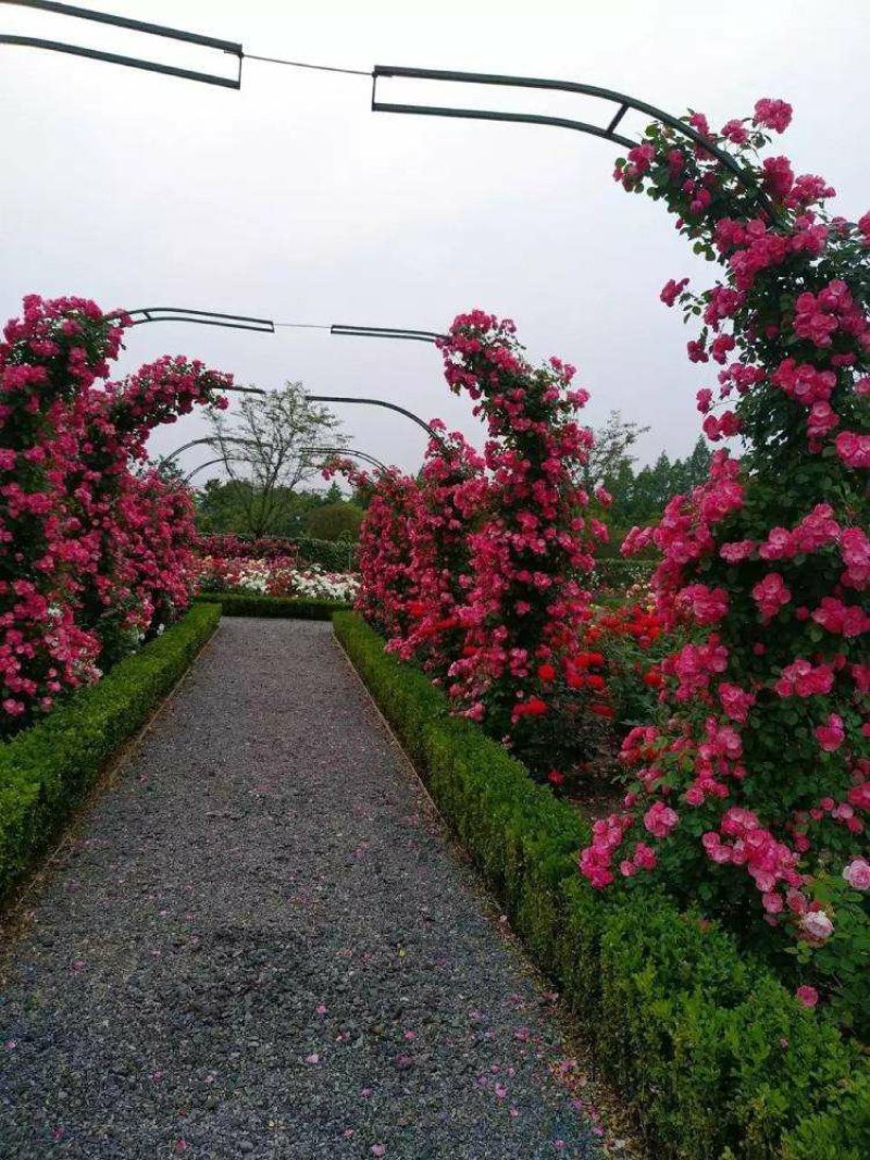 藤本月季爬藤月蓝色阴雨大游行夏洛特粉龙30带土发货