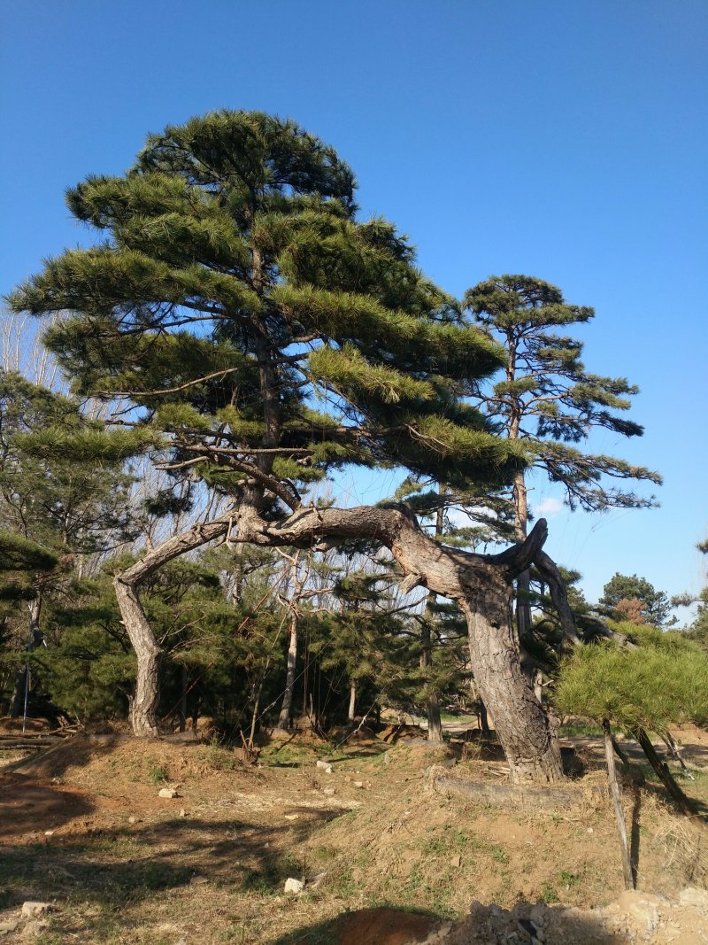 造型松
