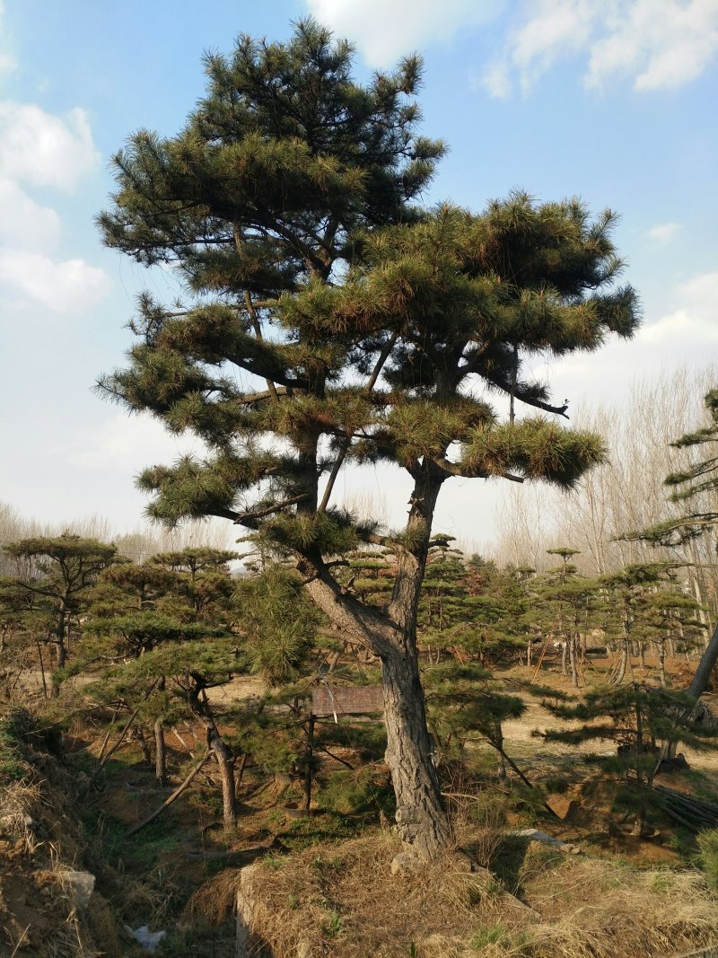 造型松