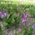 白芨:三叉白芨、紫花白花、干白芨个子，白芨片子，纯干无硫