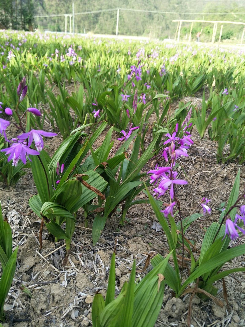 白芨:三叉白芨、紫花白花、干白芨个子，白芨片子，纯干无硫
