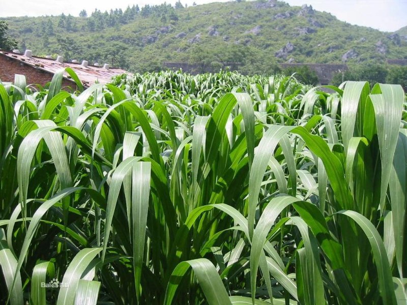 高丹草种子进口高丹草种籽高产进口多年生优质牧草种籽可到付