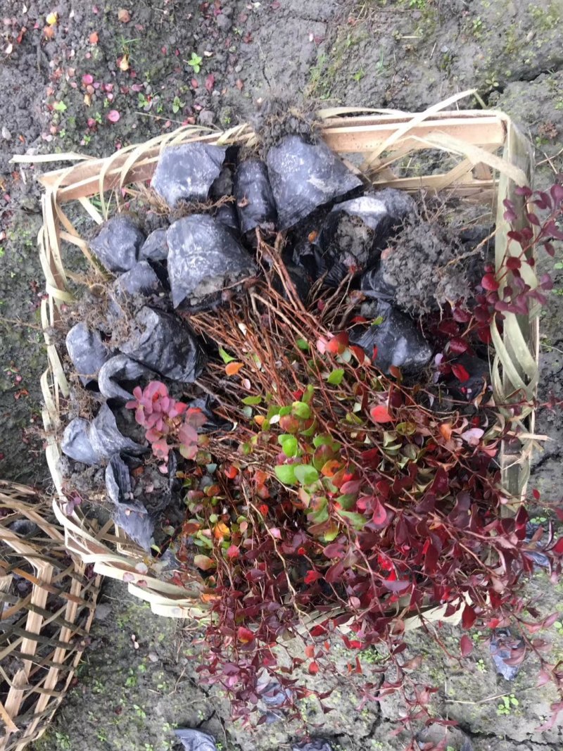 红叶小檗，四川红叶小檗基地出售，成都紫叶小檗批发价格