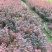 红叶小檗，四川红叶小檗基地出售，成都紫叶小檗批发价格