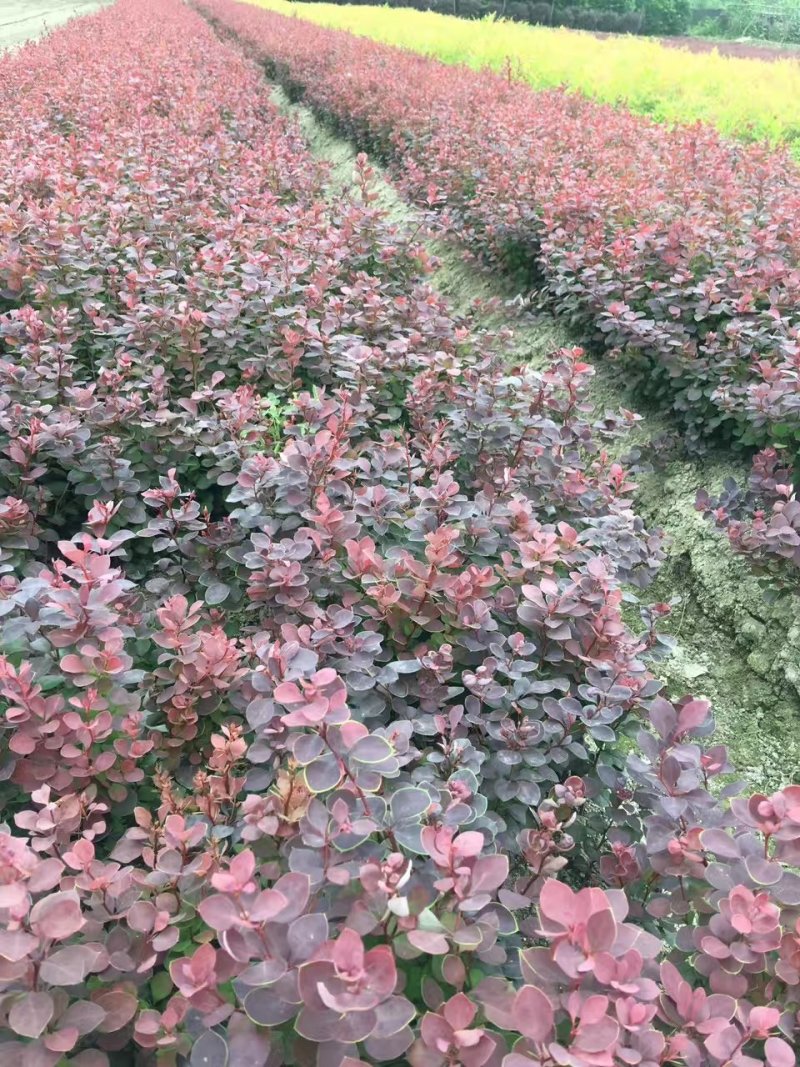 红叶小檗，四川红叶小檗基地出售，成都紫叶小檗批发价格