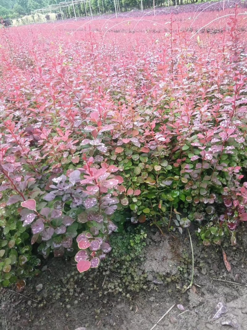 红叶小檗，四川红叶小檗基地出售，成都紫叶小檗批发价格