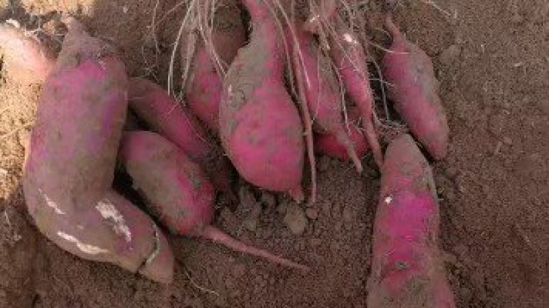 大量供应脱毒红薯种薯种苗全国发货保质保量一次合作终生朋友