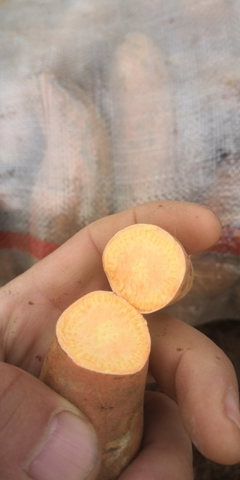 大量供应脱毒红薯种薯种苗全国发货保质保量一次合作终生朋友