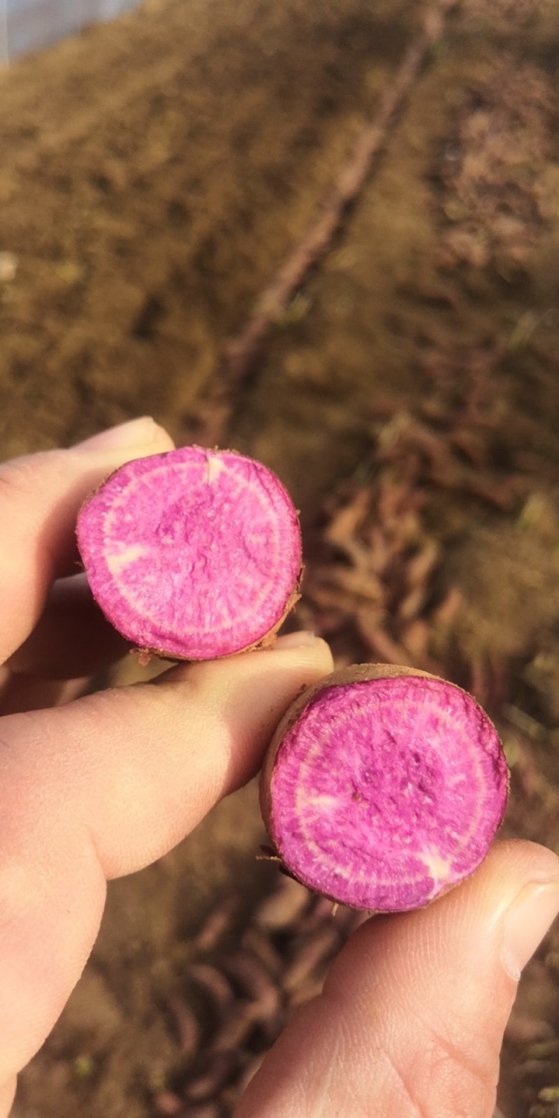 大量供应脱毒红薯种薯种苗全国发货保质保量一次合作终生朋友
