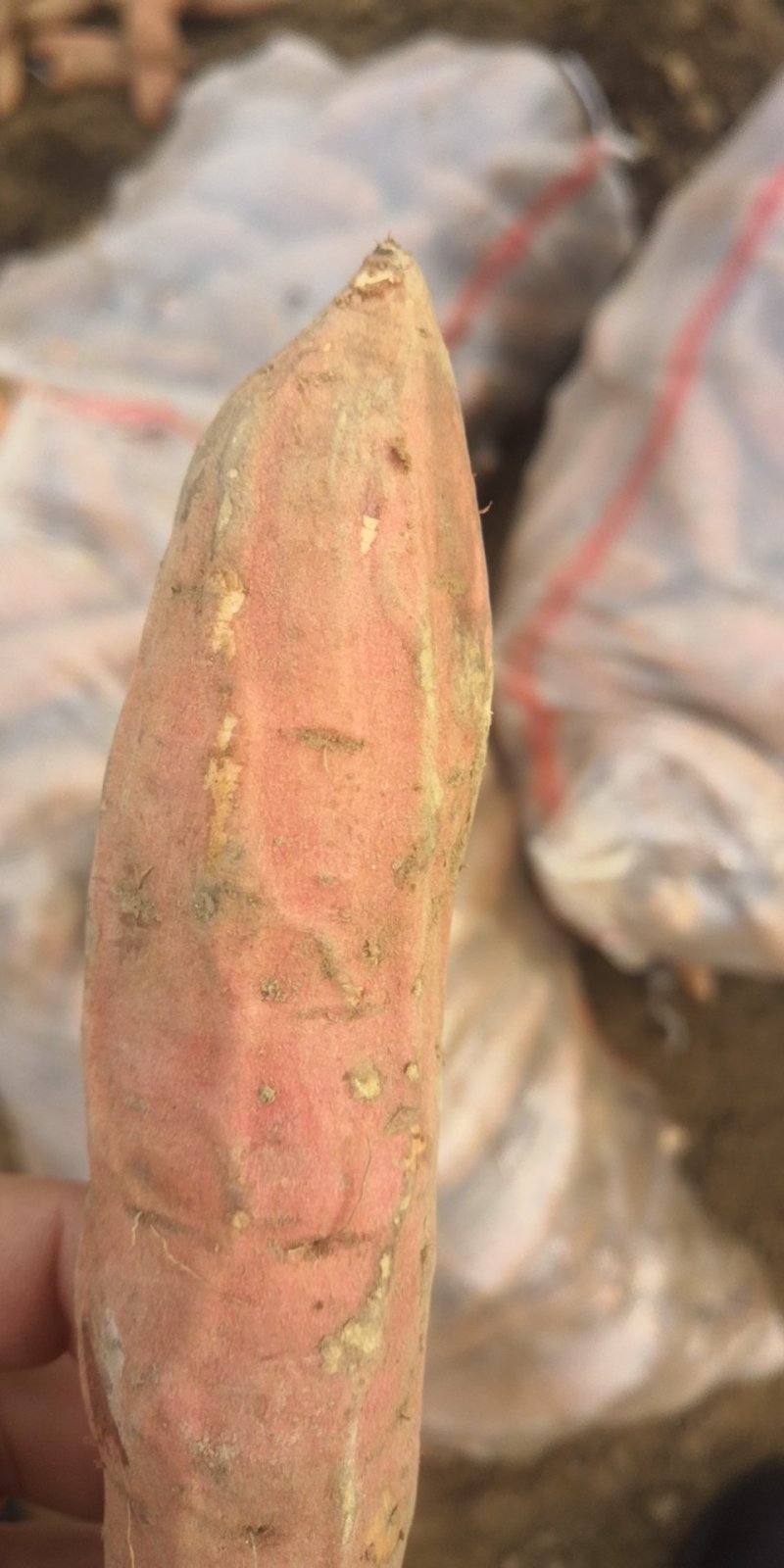 大量供应脱毒红薯种薯种苗全国发货保质保量一次合作终生朋友