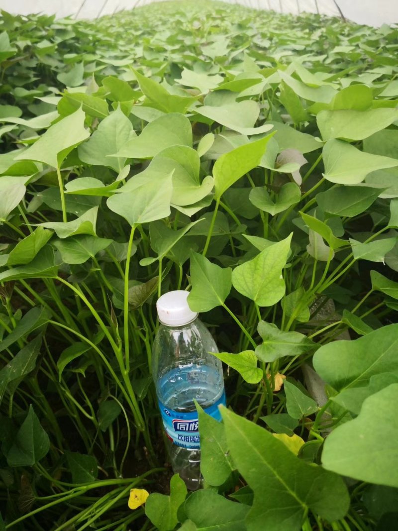 大量供应脱毒红薯种薯种苗全国发货保质保量一次合作终生朋友