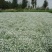 满天星种子四季开花植物花卉室外易活花种子籽孑花草