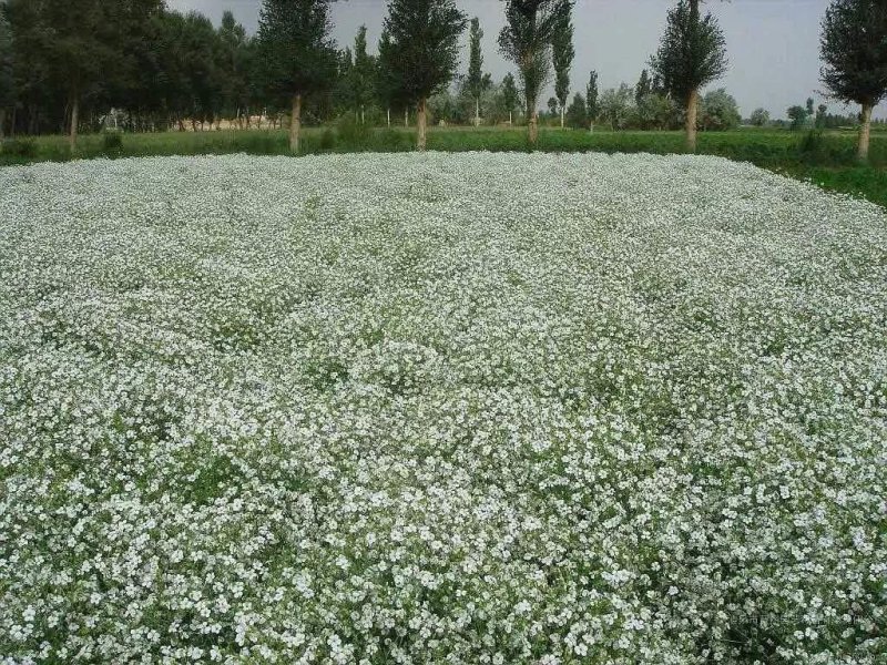 满天星种子四季开花植物花卉室外易活花种子籽孑花草