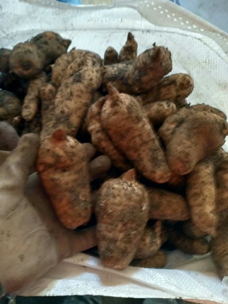 新鲜天麻，红天麻，商品天麻，新鲜才挖地，产地汉中留坝