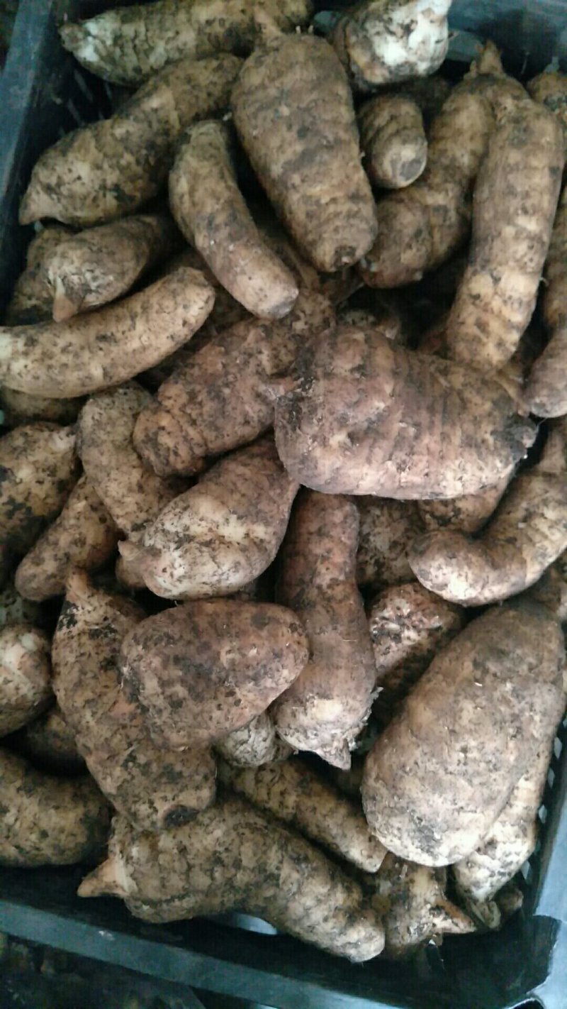 新鲜天麻，红天麻，商品天麻，新鲜才挖地，产地汉中留坝