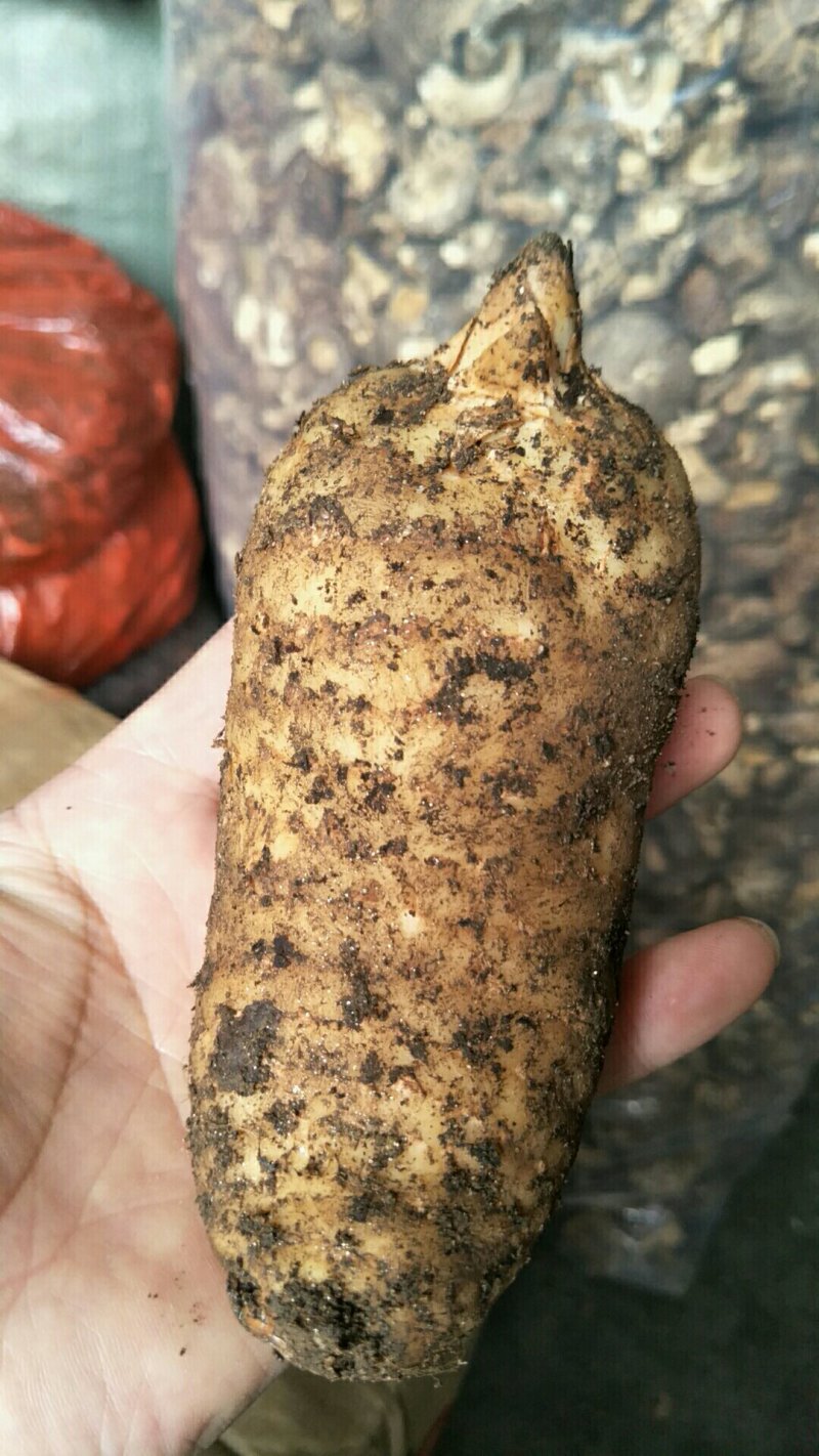 新鲜天麻，红天麻，商品天麻，新鲜才挖地，产地汉中留坝