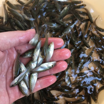 加州鲈鱼苗~鲈鱼苗~鲈鱼水花~优鲈1号鱼苗~优质种苗基地