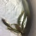 加州鲈鱼苗~鲈鱼苗~鲈鱼水花~优鲈1号鱼苗~优质种苗基地
