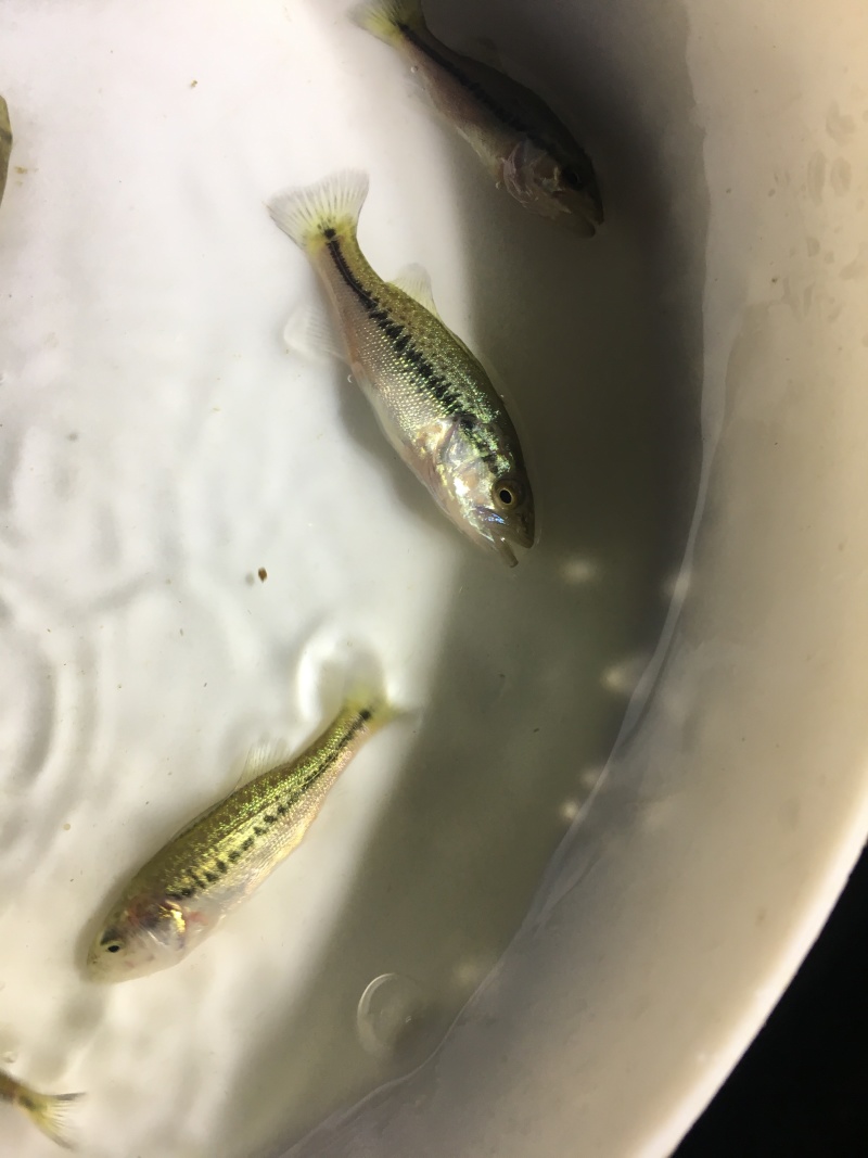 加州鲈鱼苗～鲈鱼苗～鲈鱼水花～优鲈1号鱼苗～优质种苗基地