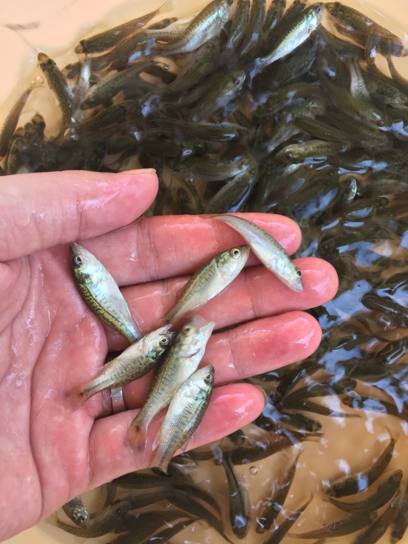 加州鲈鱼苗～鲈鱼苗～鲈鱼水花～优鲈1号鱼苗～优质种苗基地