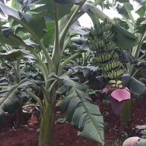 1000亩海南香蕉口感弹软超棒