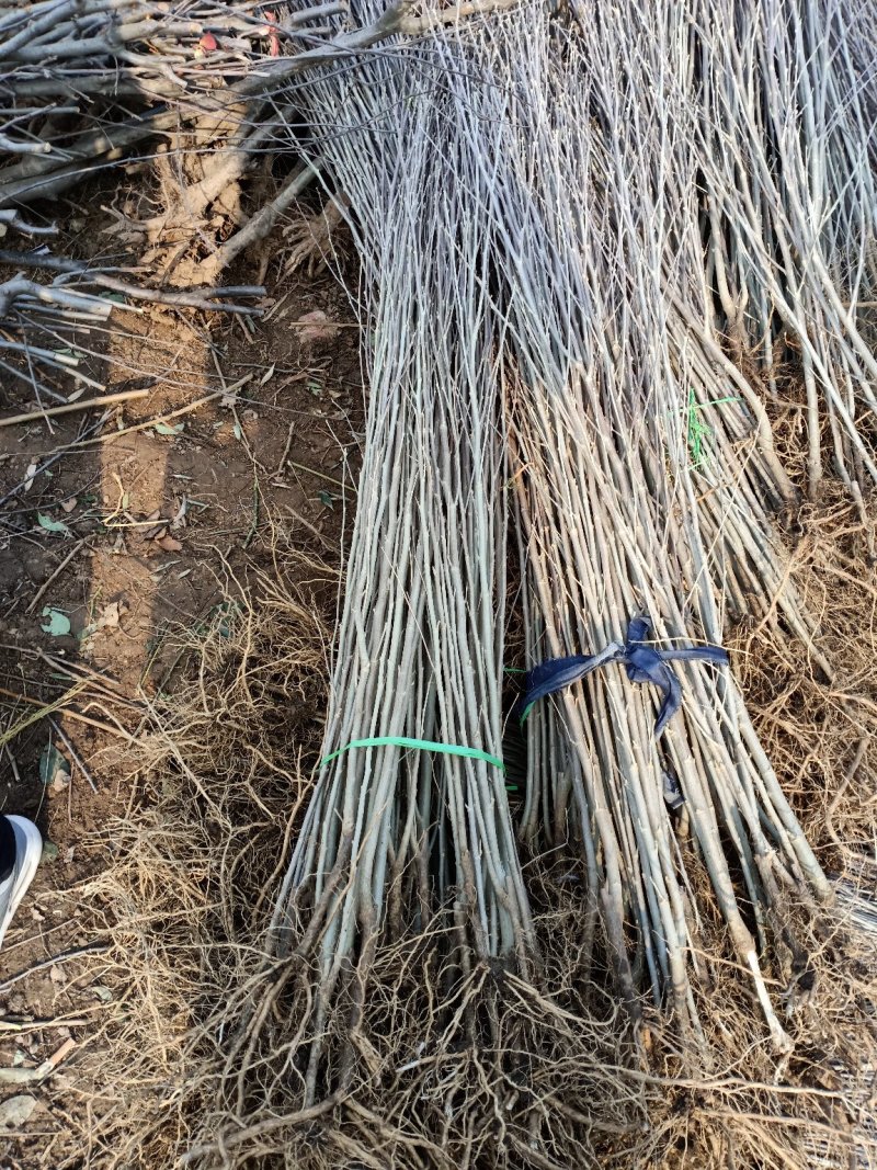 木槿树苗绿化木槿小苗苗篱笆苗单瓣木槿苗重瓣木槿小