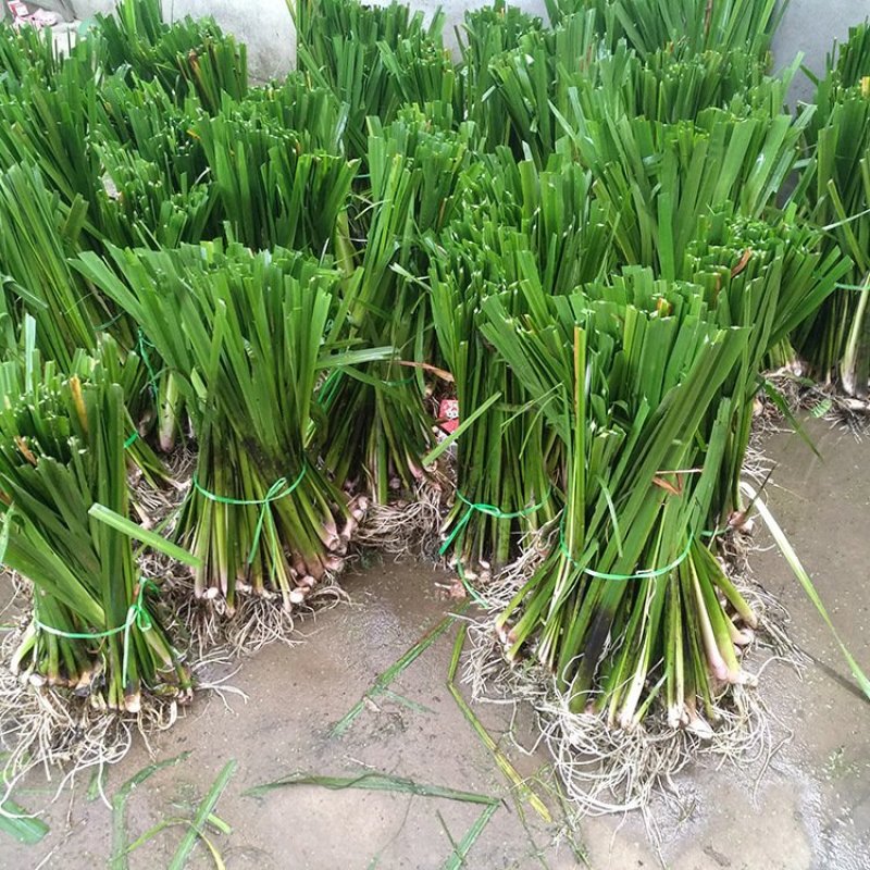 千屈菜，荷花，芦苇，沉水植物