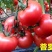 安徽普罗旺斯西红柿美味可口大果沙甜批发零售均可