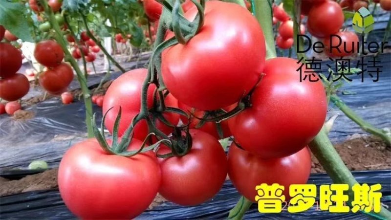 安徽普罗旺斯西红柿美味可口大果沙甜批发零售均可