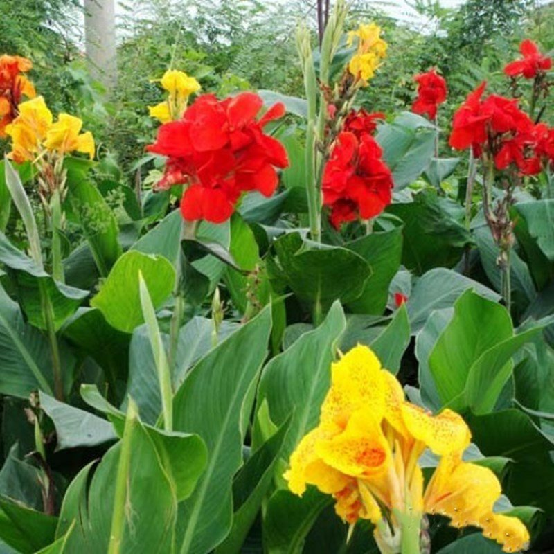 水生植物，芦苇，香蒲，鸢尾