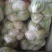 大白菜4~6斤，M5白菜，毛净都有