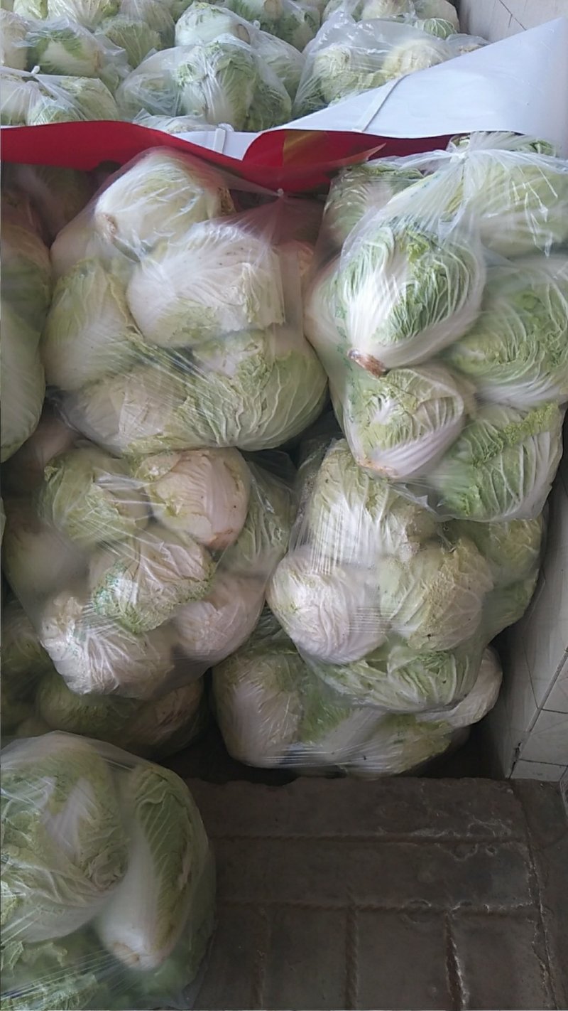 大白菜4~6斤，M5白菜，毛净都有