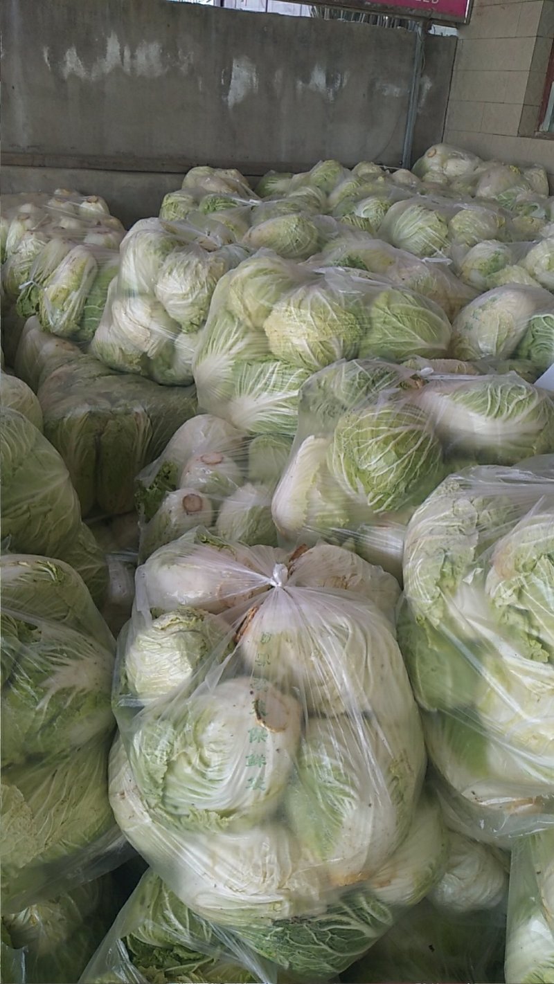 大白菜4~6斤，M5白菜，毛净都有