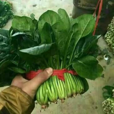山东省菏泽市单县黑叶菠菜直销中箱装打捆，现挖现发